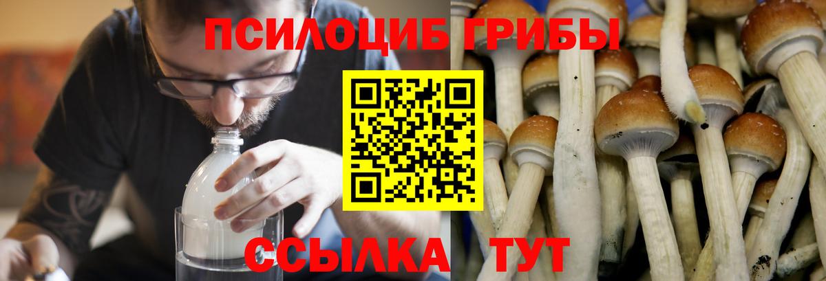 Галлюциногенные грибы Psilocybe Крымск